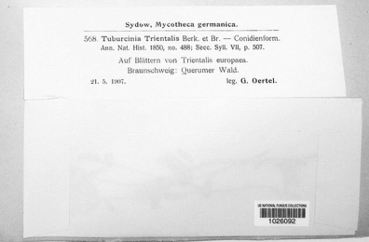 Tuburcinia trientalis image